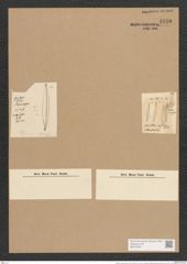 Nitzschia cursoria (Donk.) Grun. (de-Toni-Nr.: Genus 47, Species 2089) Zeichnungen Sammlung Grunow Nr. 4150 (NHMW-BOT-W0372035)
